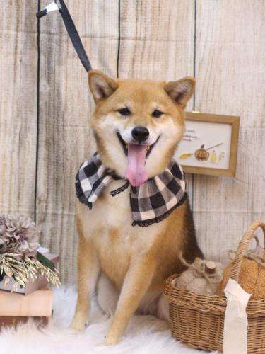 20241016リンちゃん